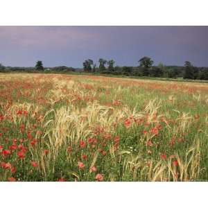 Summer Meadow with Poppies, Near Chateaumeillant, Loire Centre, Centre 