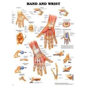  Hand and Wrist Anatomical Chart: Health & Personal Care