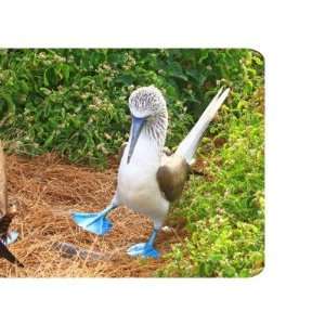  Dance of the Blue footed Booby Bird Mug