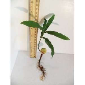  Macadamia Nut Tree (Bareroot Seedling): Patio, Lawn 