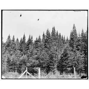  Fir trees near Mount Pleasant House,White Mountains: Home 