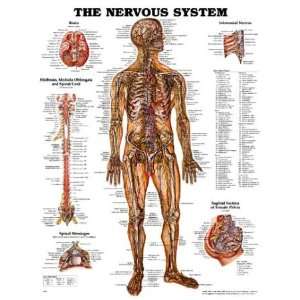 Nervous System Anatomical Chart Plastic Styrene:  