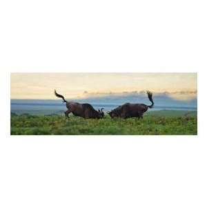  Andy Biggs   Sparring Wildebeest Giclee: Home & Kitchen