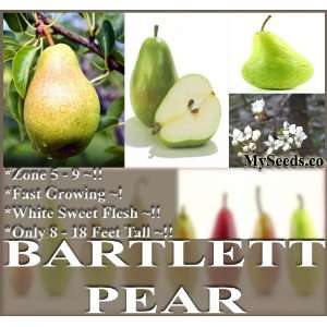  1 oz (800+) Bartlett Pear, Pyrus communis Bartlett, Tree 