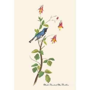  Black Throated Blue Warbler 24X36 Giclee Paper: Home 