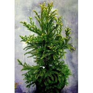  Black Dragon Japanese Cedar 2  Year Cutting Patio, Lawn 