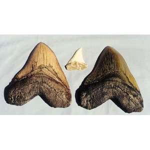  Shark Tooth Replica White Miocence Shark 