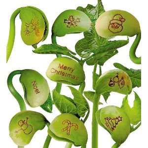  Holiday Magic Beans Sprout a Seasonal Sentiment Toys 