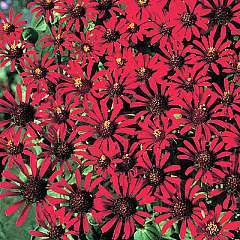 Red Spider Zinnia   30 Seeds, 250 mg  