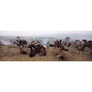 Camels in a Desert, Pushkar Camel Fair, Pushkar, Rajasthan, India 