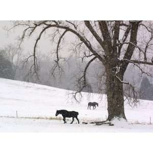  Snow At Horse Farm: Home & Kitchen