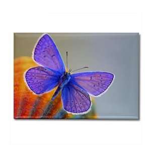  Rectangle Magnet Xerces Purple Butterfly 