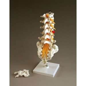 Flexible Lumbar Vertebral Column With Herniated Disc  