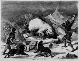 POLAR BEAR HUNTING IN 1868 WITH DOGS AND SPEARS ANTIQUE  