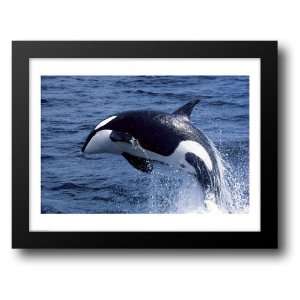  Killer Whale Orcinus Orca Atlantic Ocean 28x22 Framed Art 