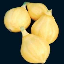 LEMON SUMMER SQUASH 25 SEED HUGE YIELDS RESISTS INSECT  