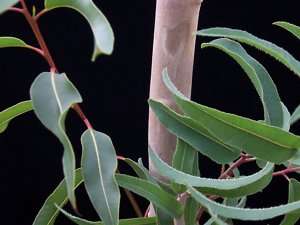 Eucalyptus citriodora, Lemon Scented Gum, Tree Seeds  