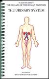 The Urniary System The Organs of the Human Anatomy (Flash Anatomy 