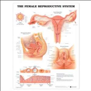  The Female Reproductive System Anatomical Chart 20 X 26 