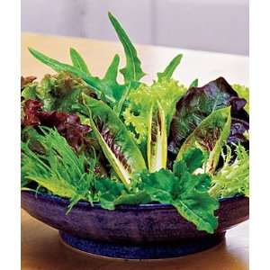  Mesclun, Salad Fresh Cutting Mix 1 Pkt. (500 seeds) Patio 