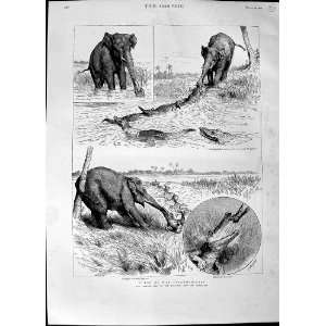   1890 Elephant Crocodile Fight River Wild Animals Print: Home & Kitchen