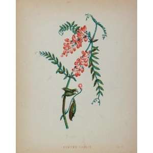   Botanical Print Tufted Vetch Cow Bird Vicia Cracca   Original Print
