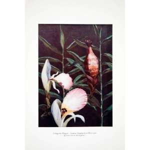   Botanical Flowers Seeds Botany   Original Color Print: Home & Kitchen
