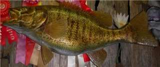   World Record Smallmouth Bass fish Replica MOUNT   27 inches!  