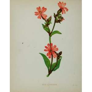  1898 Botanical Print Red Campion Lychnis Dioica Flower 