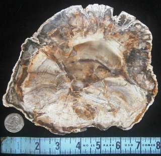 Petrified Wood (Conifer) Slab Madagascar Polished Both Sides Triassic 