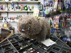 Webkinz Wombat from Target