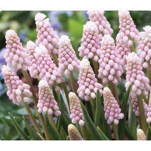  Pink/White Muscari (Grape) Hyacinth Seed Pack Patio, Lawn 