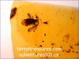 A101 DR4716 Super Rare Hairy AntBug in Dominican Amber (possibly 