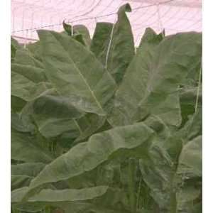    20 Heirloom Usler Havana Tobacco Plant Seeds Patio, Lawn & Garden