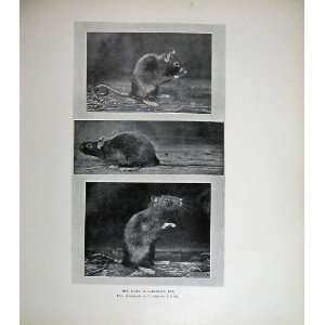   1904 English Photographs Black Alexandrine Rat Rodent