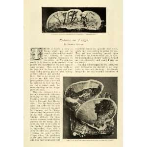  1900 Article Martha P. Cooper Fungi Fungus Mushroom Art 
