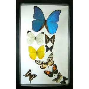  Morpho Rey Mounted Butterfly Art: Everything Else