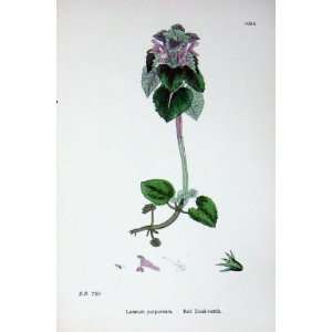   : Botany Plants C1902 Red Dead Nettle Lamium Flowers: Home & Kitchen