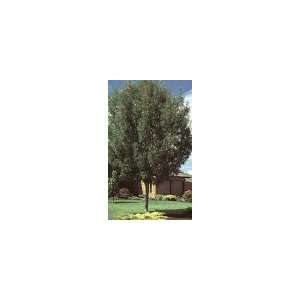  Raywood Ash Tree    12 by 12 Inch Container