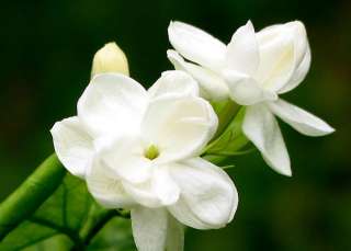   Arabian Tea Jasmine Plant   Maid of Orleans Jasminum Sambac Fragrant