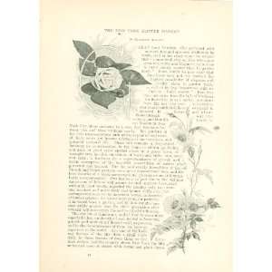  1890 New York Flower Market Illustrated Elizabeth Bisland Books