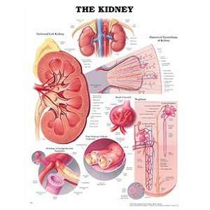 Anatomical Chart Company Kidney Anatomical Chart:  