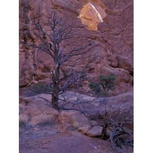  Garden of Eden, Tree with Arch, Arches National Park, Utah 