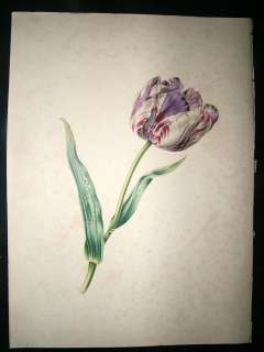 James Andrews 1842 Folio Hand Col Botanical Print. Tulip  