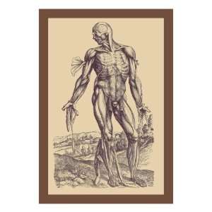   Fourth Plate of the Muscles by Andreas Vesalius, 18x24: Home & Kitchen