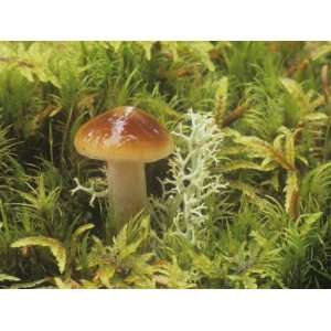  Small Mushroom Growing in a Sphagnum Moss Bog, Alaska, USA 