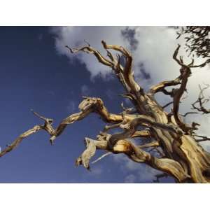 Gaunt Bristlecone Pine Stands out against the Blue Sky Premium 