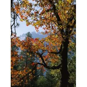  A Black Oak Tree (Quercus Kelloggii) in Yosemite Valley 