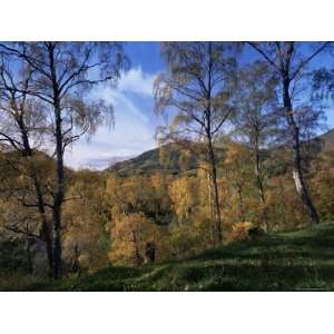  Birch Trees in Autumn, Glen Lyon, Tayside, Scotland 