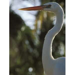 Close Up of a Great White Egret, Everglades National Park, Florida 